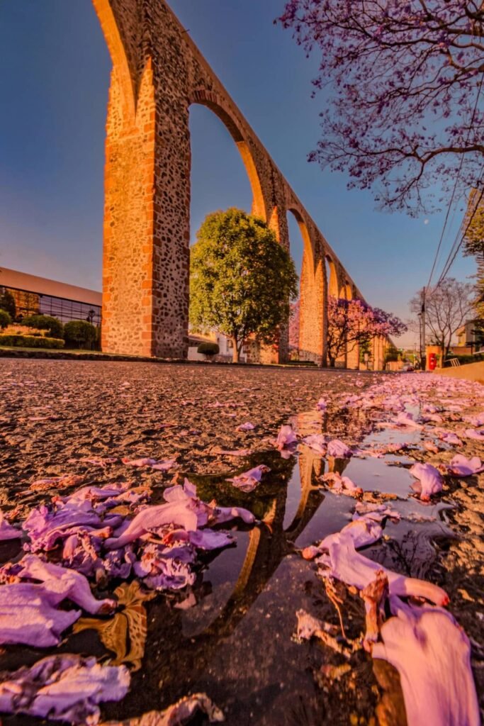 Acueducto de Querétaro con jacarandas en flor